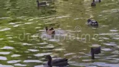 一群鸭子在秋湖里游泳，其中一只鸭子拍打翅膀